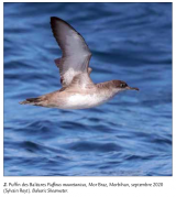 Article : 2020_ Effectif record de Puffins des Baléares Puffinus mauretanicus dans le Mor Braz en août 2020