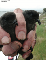 Article : 2019_ Breeding success, nest site fidelity and mate fidelity in the European Storm-petrel Hydrobates pelagicus