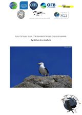 Rapport : Suivi DCSMM de la contamination des oiseaux marins. Synthèse des résultats