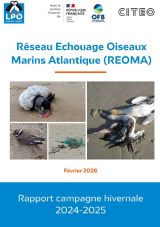 Rapport : Réseau échougae oiseaux marins Atlantique (REOMA)